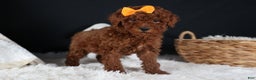 Miniature Poodle dogs for sale: BUDDY - Ad 7