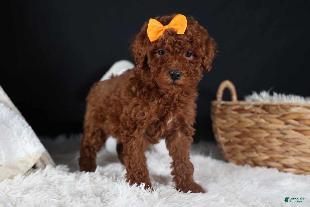 Miniature Poodle dogs for sale: BUDDY - Ad 7