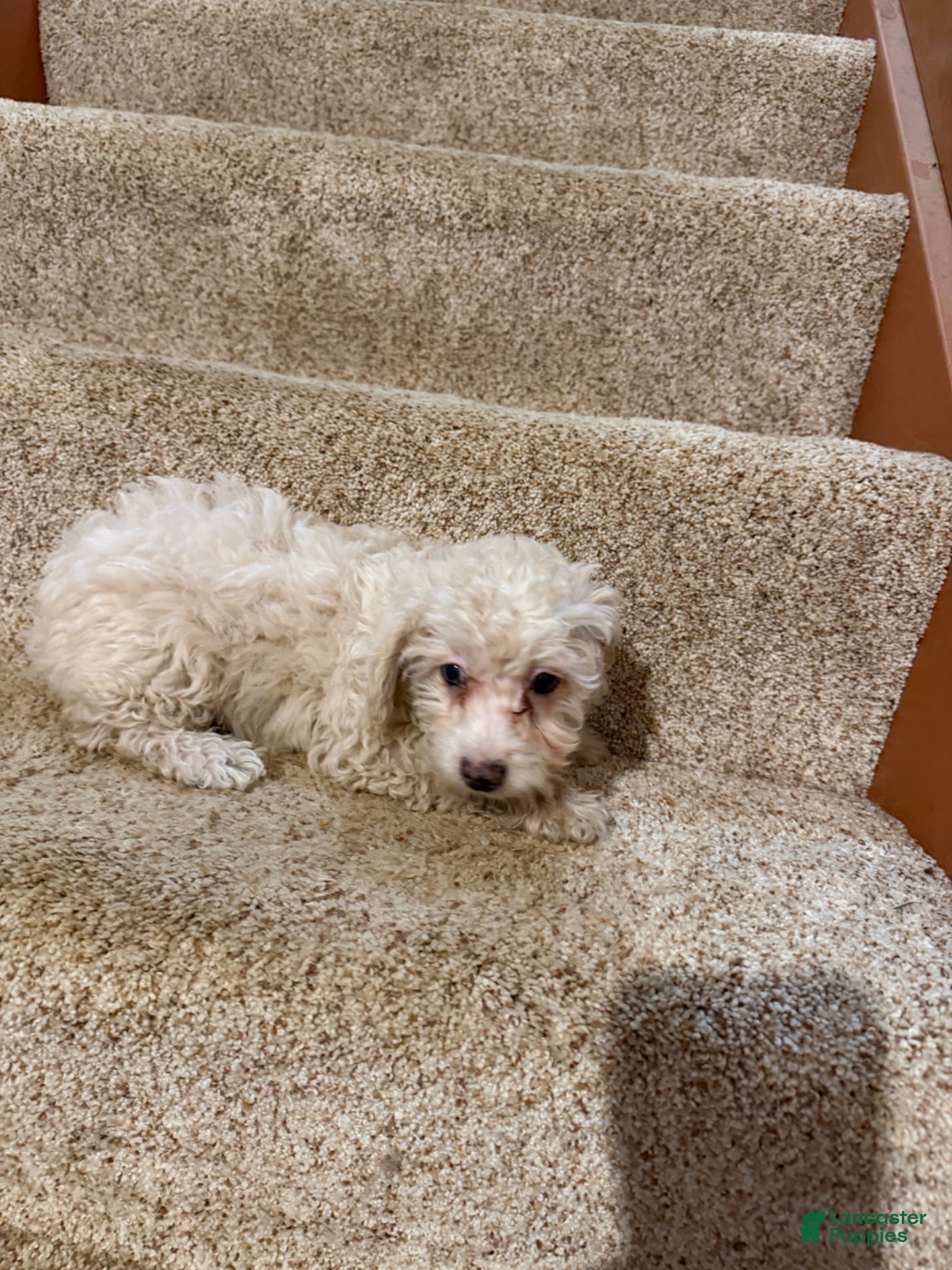 Miniature Poodle dogs Mia - Ad 1