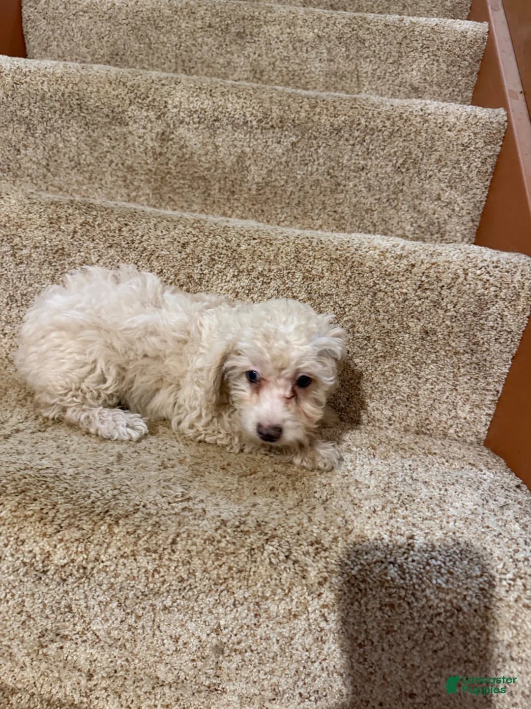 Miniature Poodle dogs for sale: Mia - Ad 1