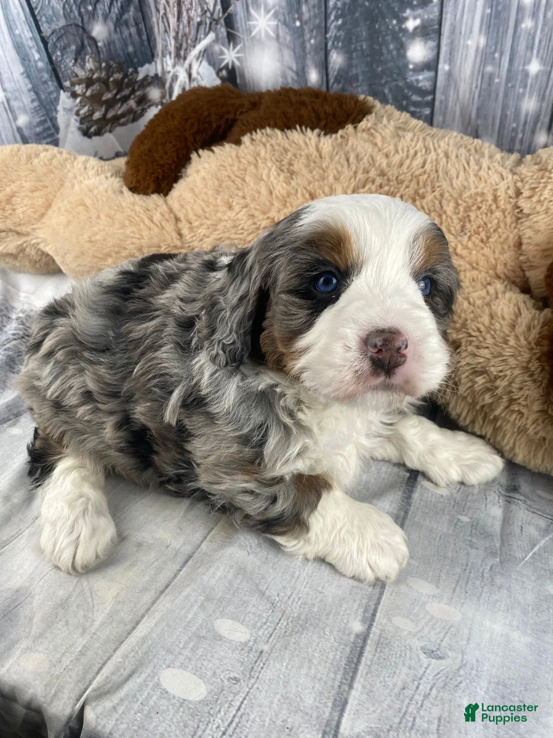 Mixed Breed dogs for sale: Rylan - Ad 13