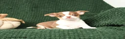 Chihuahua dogs for sale: Professor Wiggles - Ad 2