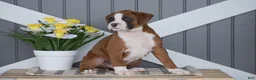 Boxer dogs for sale: Anubis - Ad 2
