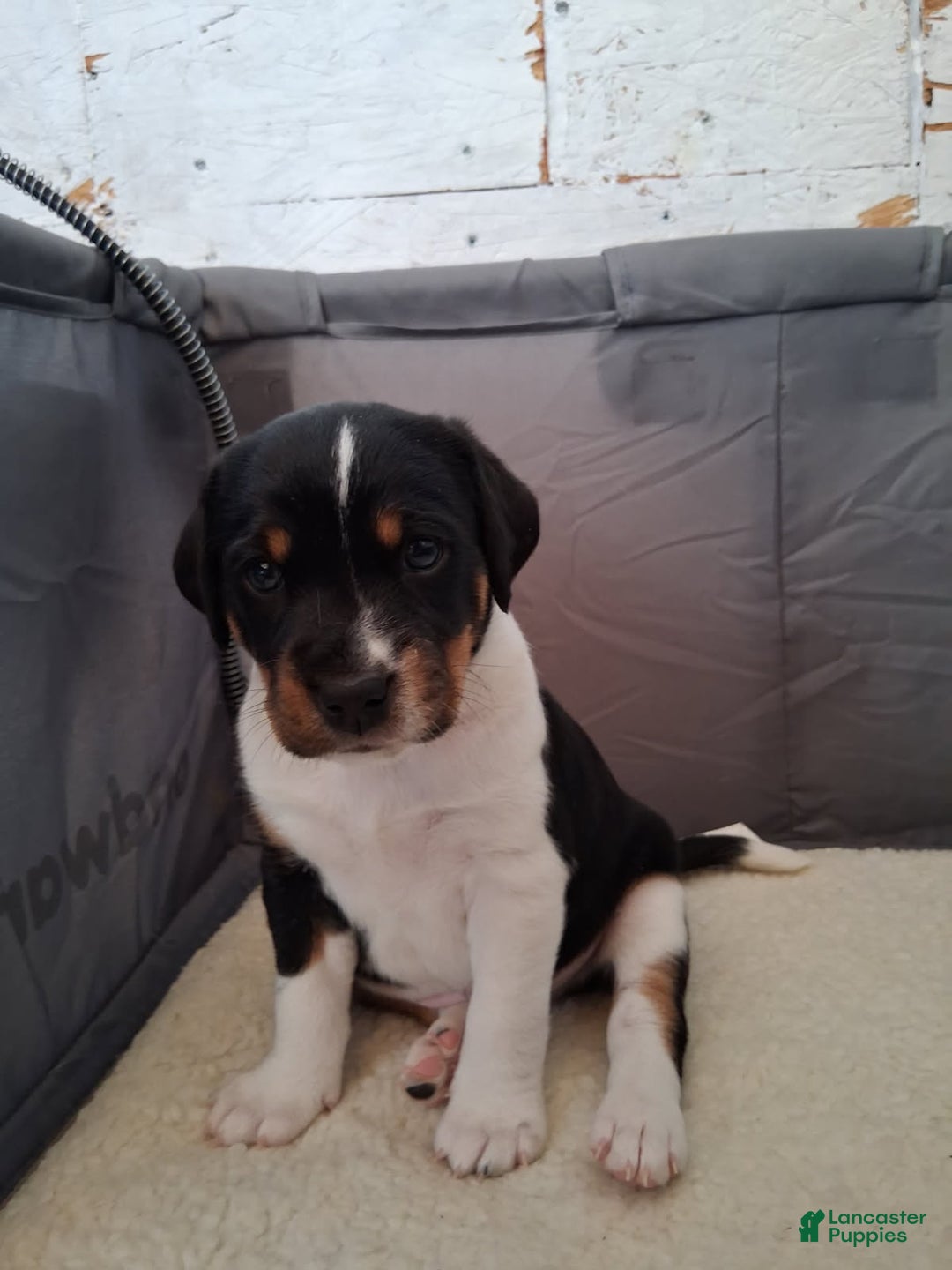 Mixed Breed dogs for sale: Mini aussie jack yellow - Ad 1