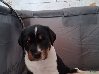 Mixed Breed dogs Mini aussie jack yellow - Ad 33