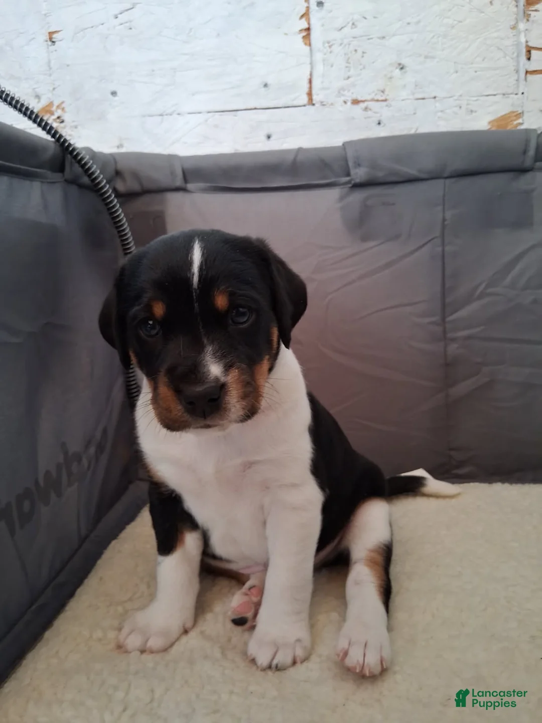 Mixed Breed dogs for sale: Mini aussie jack yellow - Ad 1