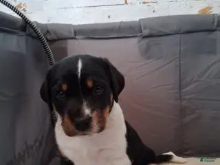 Mixed Breed dogs Mini aussie jack yellow - Ad 13