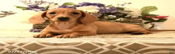Miniature Dachshund dogs for sale: Shawn  - Ad 1