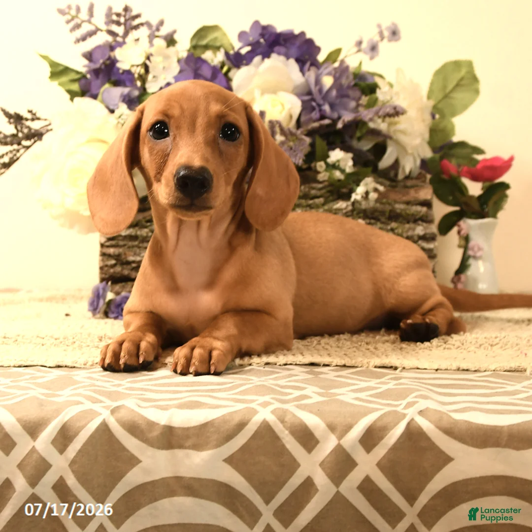 Miniature Dachshund dogs for sale: Shawn  - Ad 1