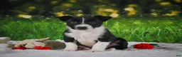 Border Collie dogs for sale: Durango - Ad 3