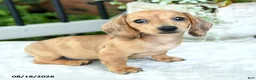 Miniature Dachshund dogs for sale: Tessa - Ad 3