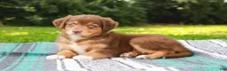 Australian Shepherd dogs for sale: Captain - Ad 5