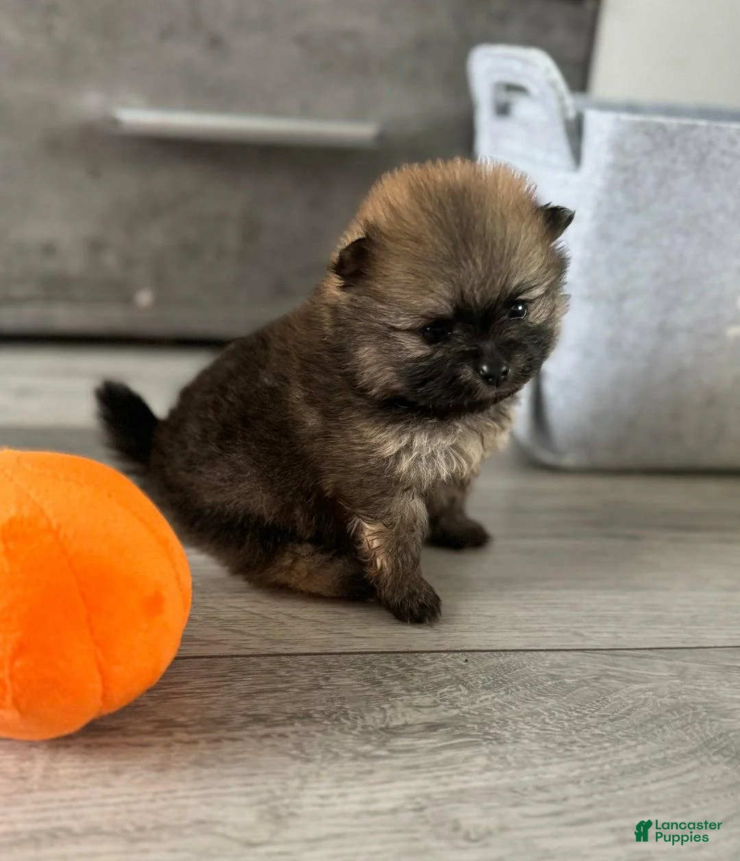 Pomeranian dogs for sale: Greg - Ad 1