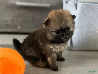 Pomeranian dogs Greg - Ad 17