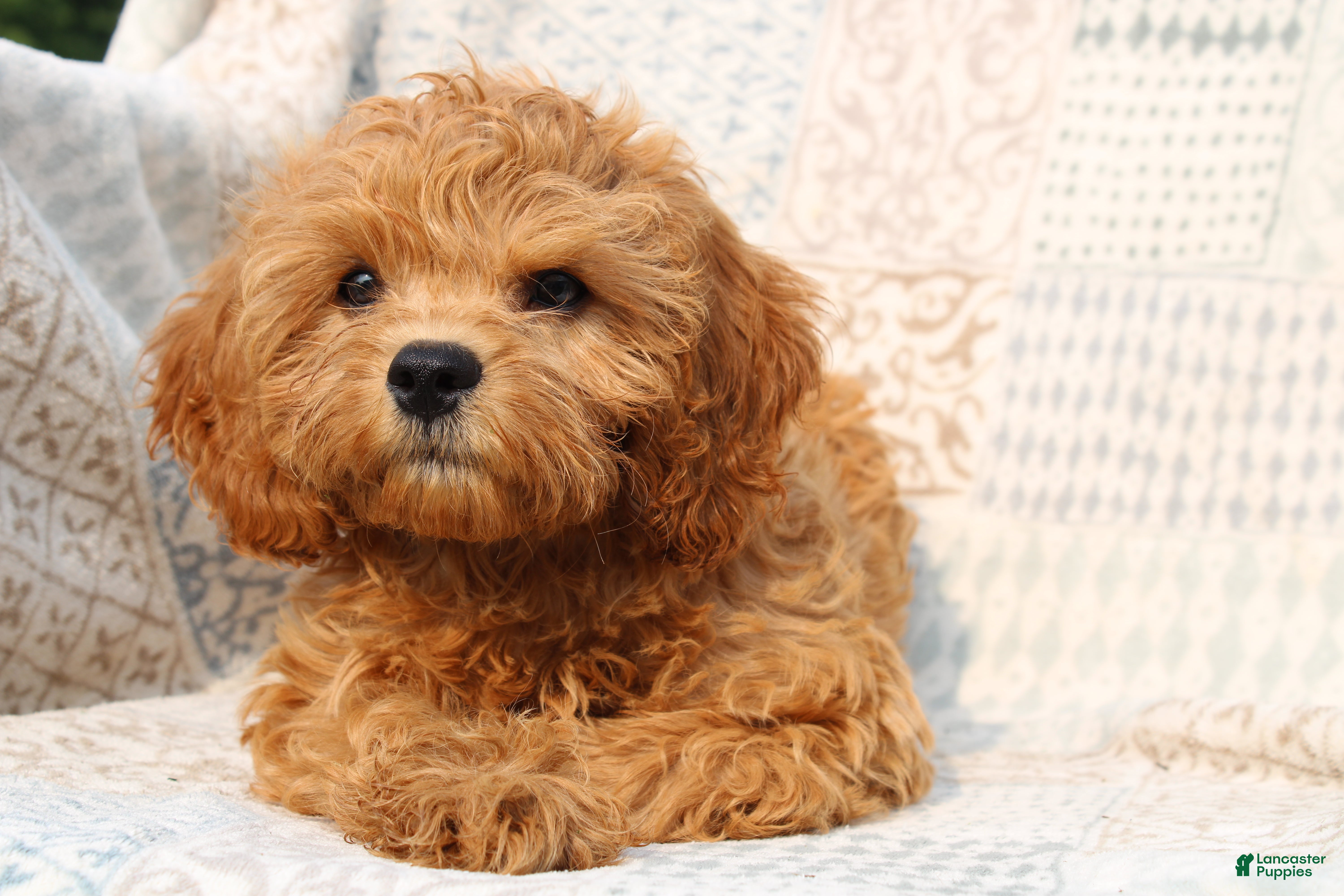 Cavapoo dogs Daisy - Ad 2