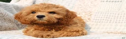 Cavapoo dogs for sale: Daisy - Ad 2