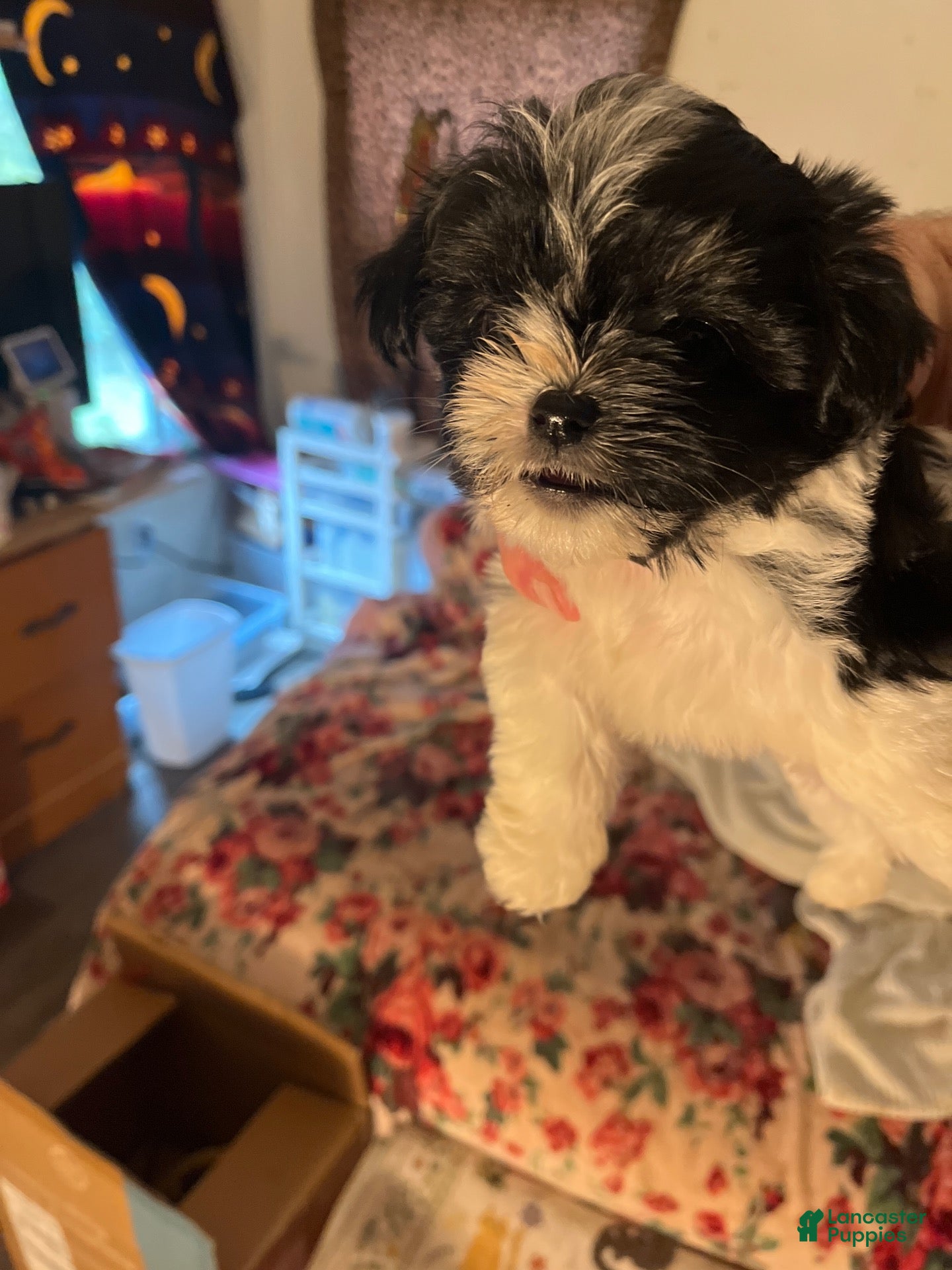 Shih Tzu dogs Shih Tzu 1 - Ad 5
