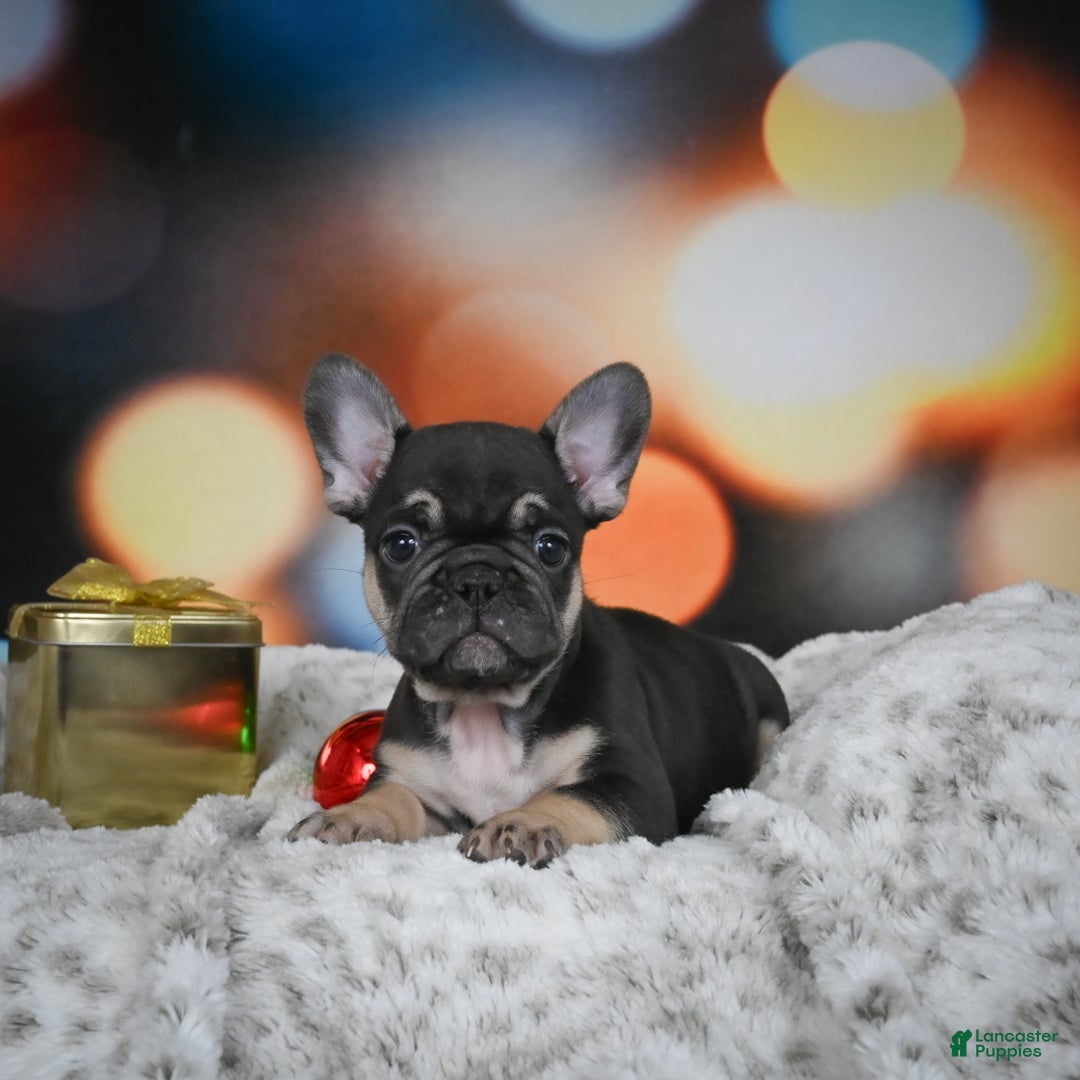 French Bulldog dogs for sale: Cooper - Ad 2