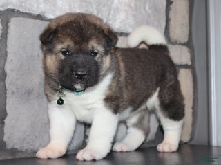 Akita dogs Scooby - Ad 4