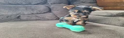 Yorkshire Terrier dogs for sale: Rocket - Ad 3
