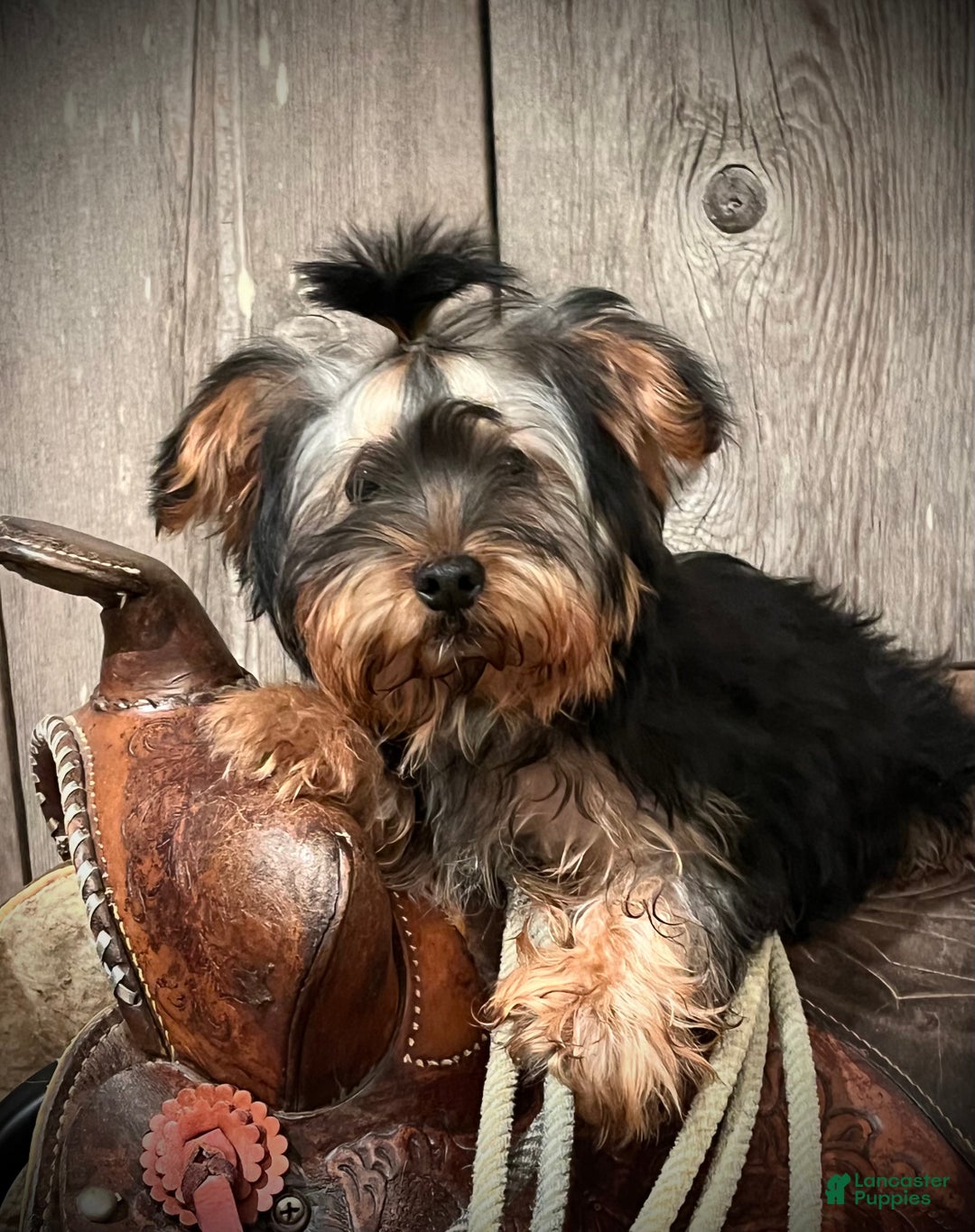 Yorkshire Terrier dogs for sale: Yorkshire Terrier Puppy 1 - Ad 2
