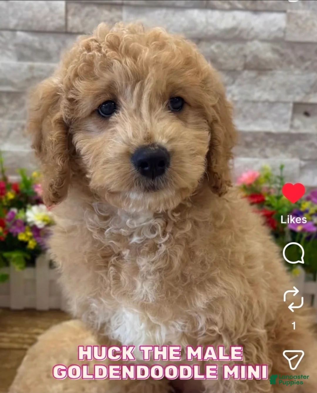 Goldendoodle dogs for sale: Huck - Ad 1