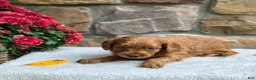 Cavapoo dogs for sale: Belle - Ad 3