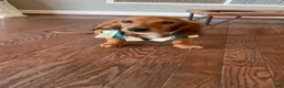 Miniature Dachshund dogs for sale: Miniature Dachshund 1 - Ad 3