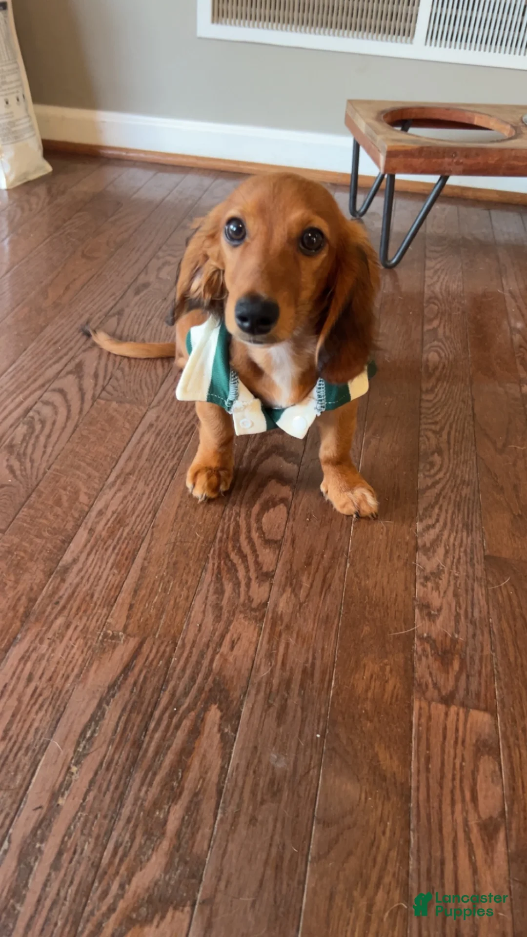 Miniature Dachshund dogs for sale: Miniature Dachshund 1 - Ad 3