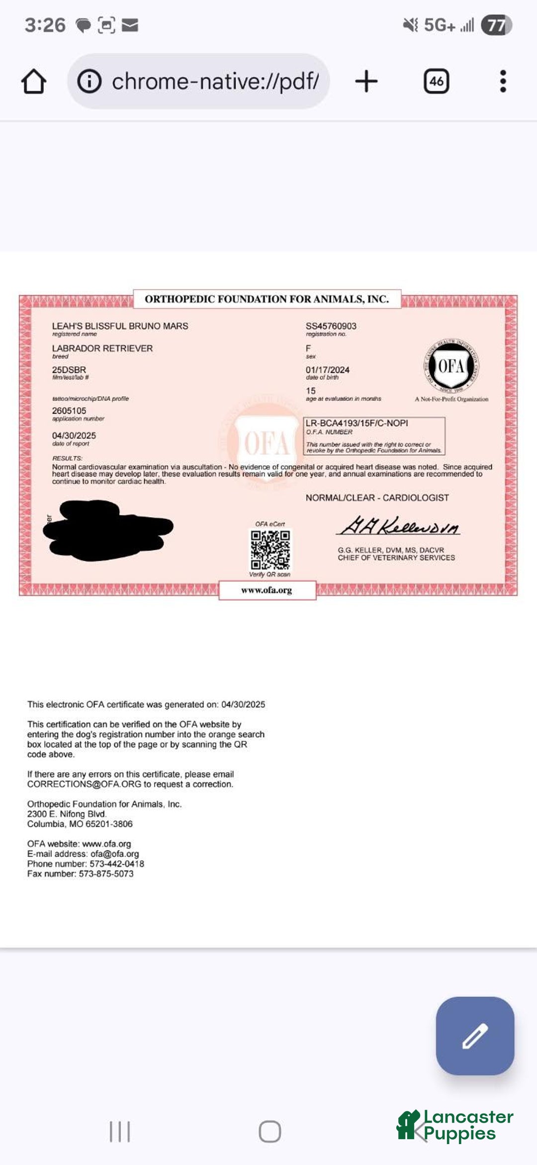 Labrador Retriever dogs for sale: Missy - Ad 4