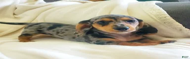 Dino