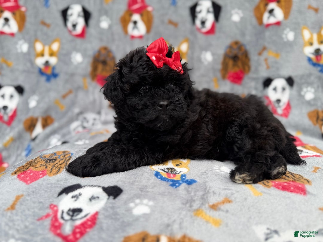 Shihpoo dogs for sale: Bailey - Ad 5