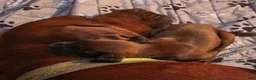 Redbone Coonhound dogs for sale: Redbone Coonhound 9(black) - Ad 15