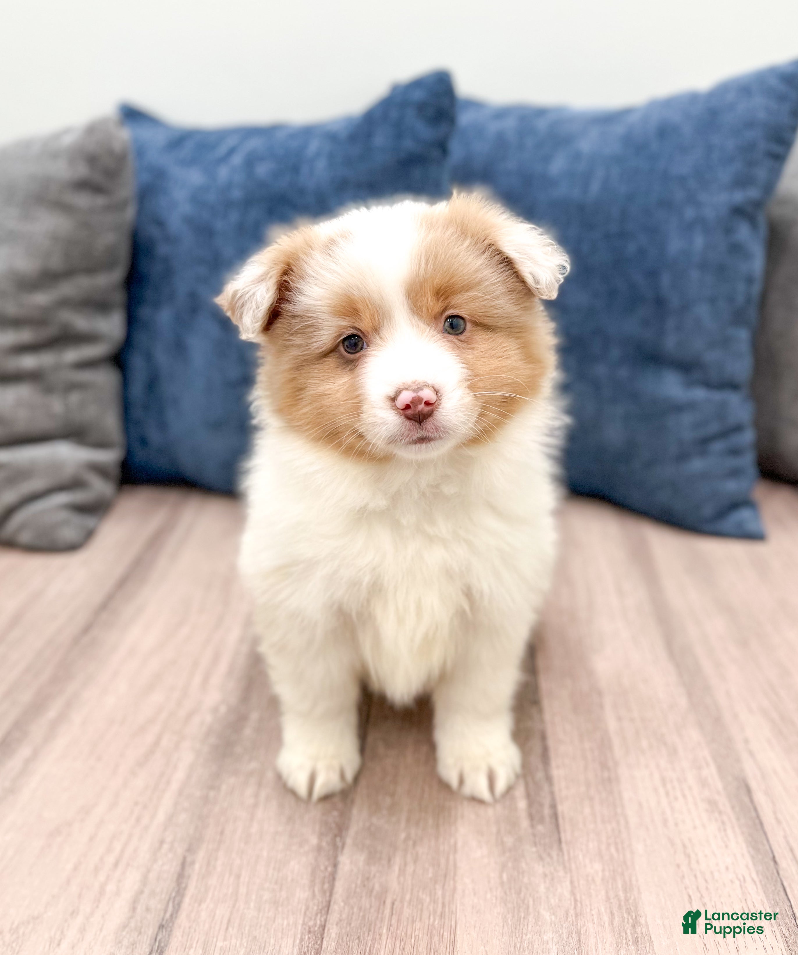 Miniature Australian Shepherd dogs Lilac - Ad 27