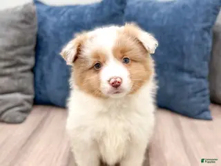 Miniature Australian Shepherd dogs Lilac - Ad 27