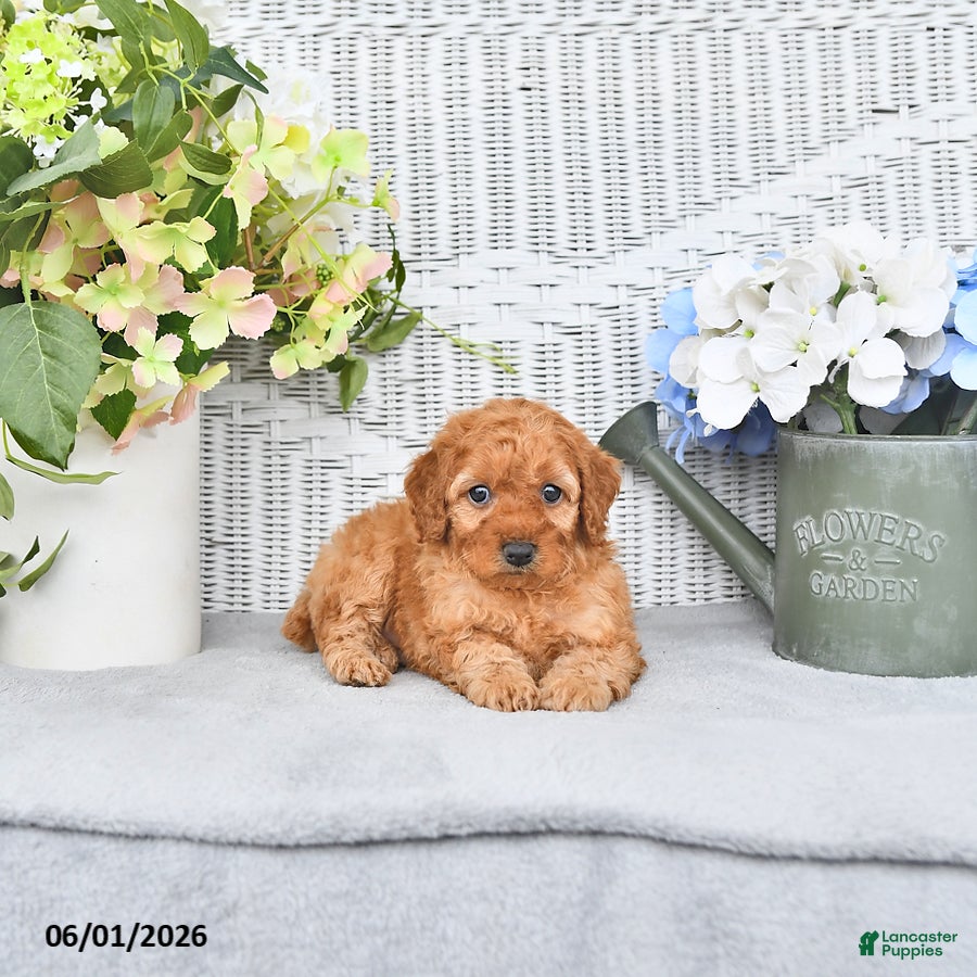 Mini Aussiedoodle dogs for sale: Macey - Ad 1