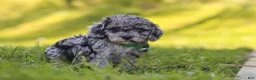 Miniature Poodle dogs for sale: Mason - Ad 5