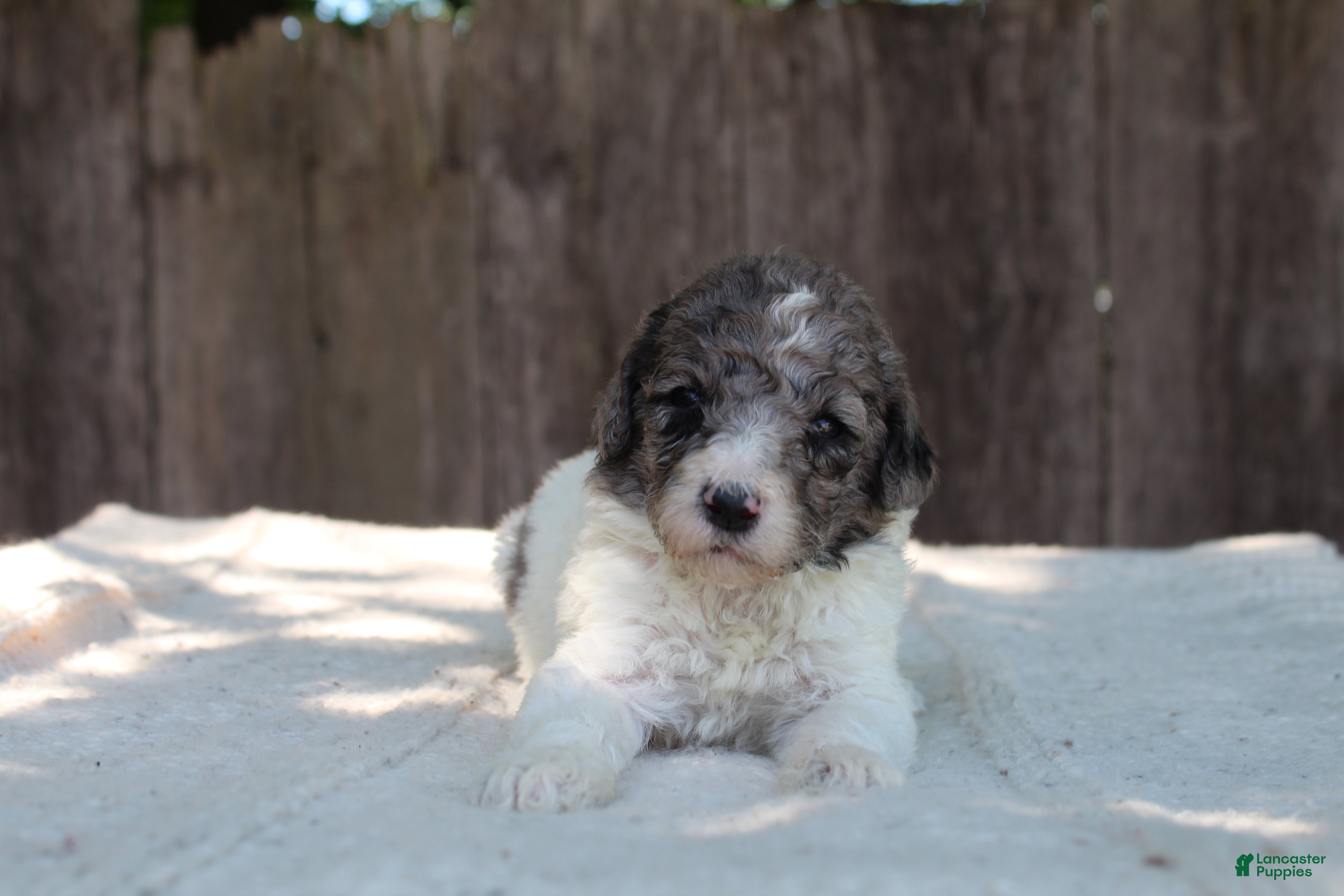 Standard Poodle dogs for sale: Fern AKC Standard Poodle - Ad 5