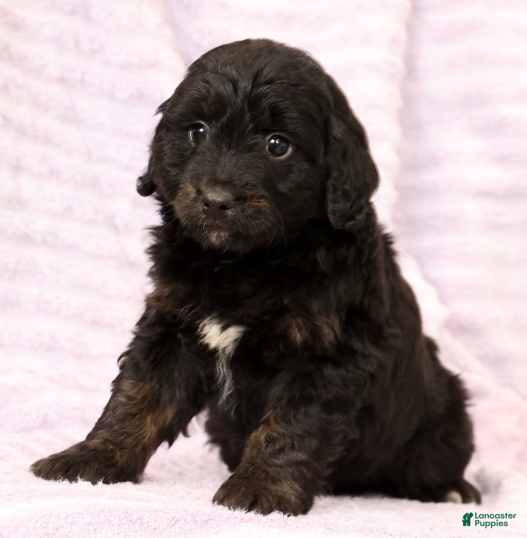 Mini Aussiedoodle dogs for sale: Blake - Ad 8