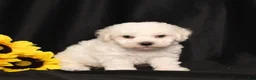 Bichon Frise dogs for sale: Kelly - Ad 3