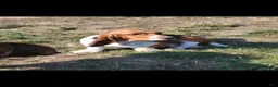 Basset Hound dogs for sale: Miss Molly - Ad 6