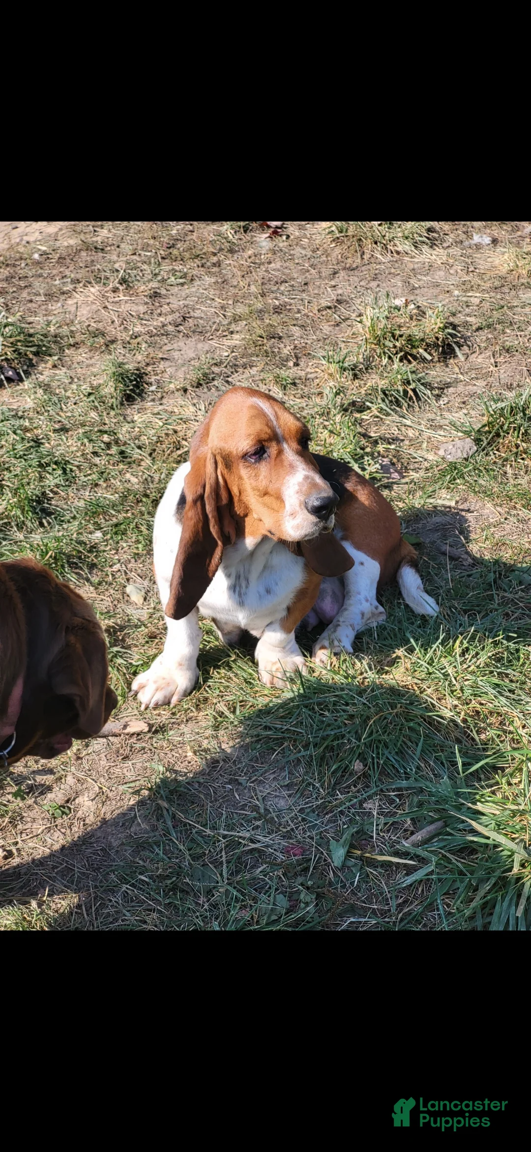 Basset Hound dogs for sale: Miss Molly - Ad 6