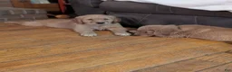 Golden Retriever dogs for sale: Coconut - Ad 3