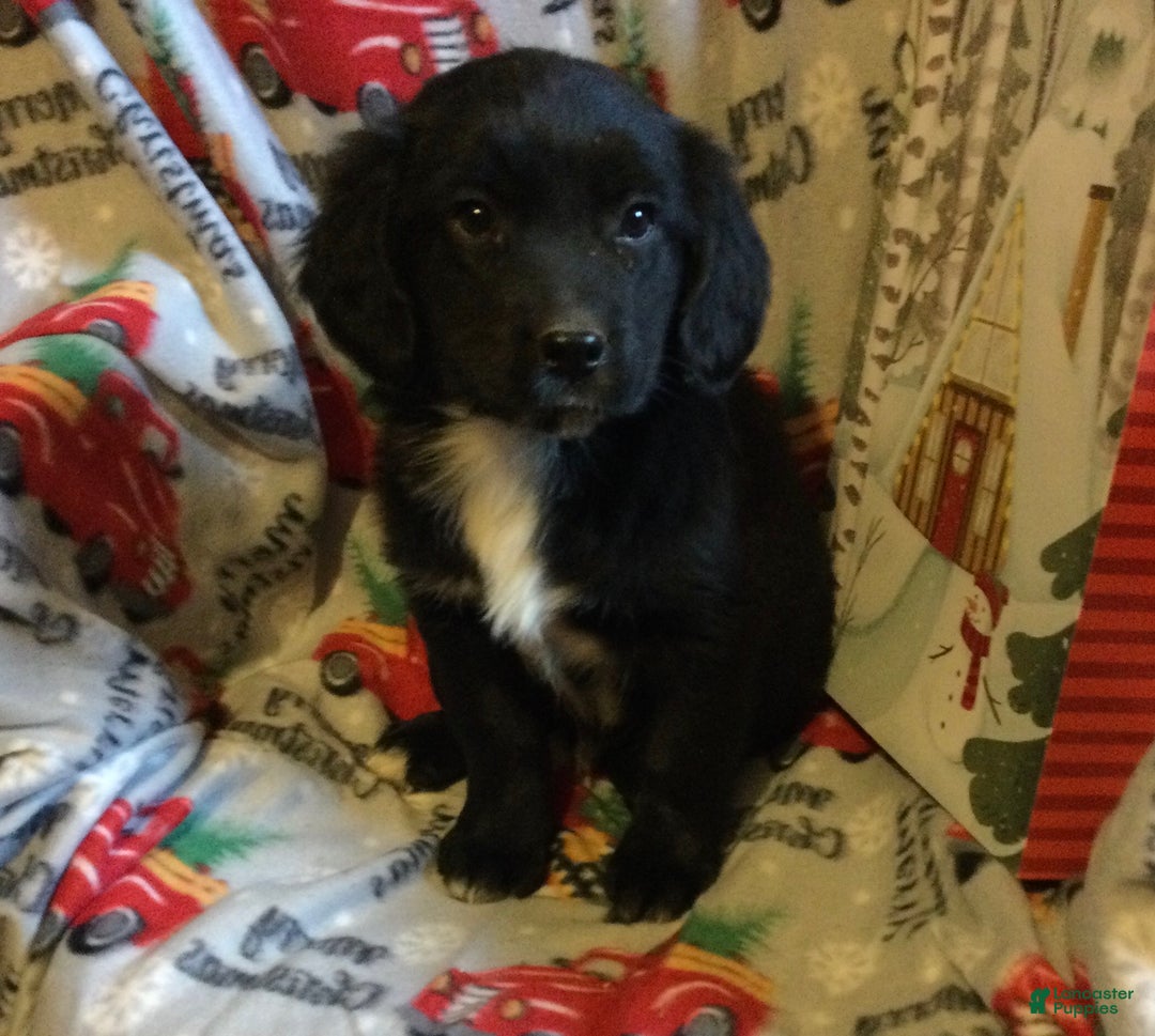 Mixed Breed dogs for sale: Murphy - Ad 2