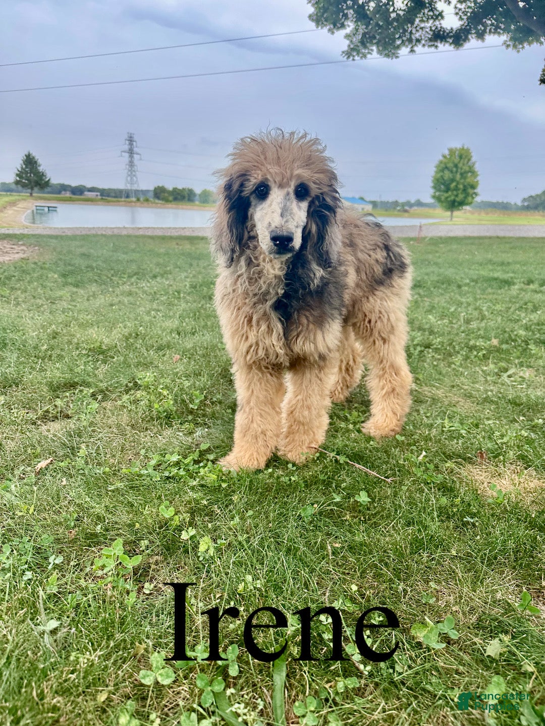 Standard Poodle dogs Irene - Ad 1