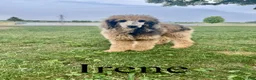 Standard Poodle dogs for sale: Irene - Ad 1