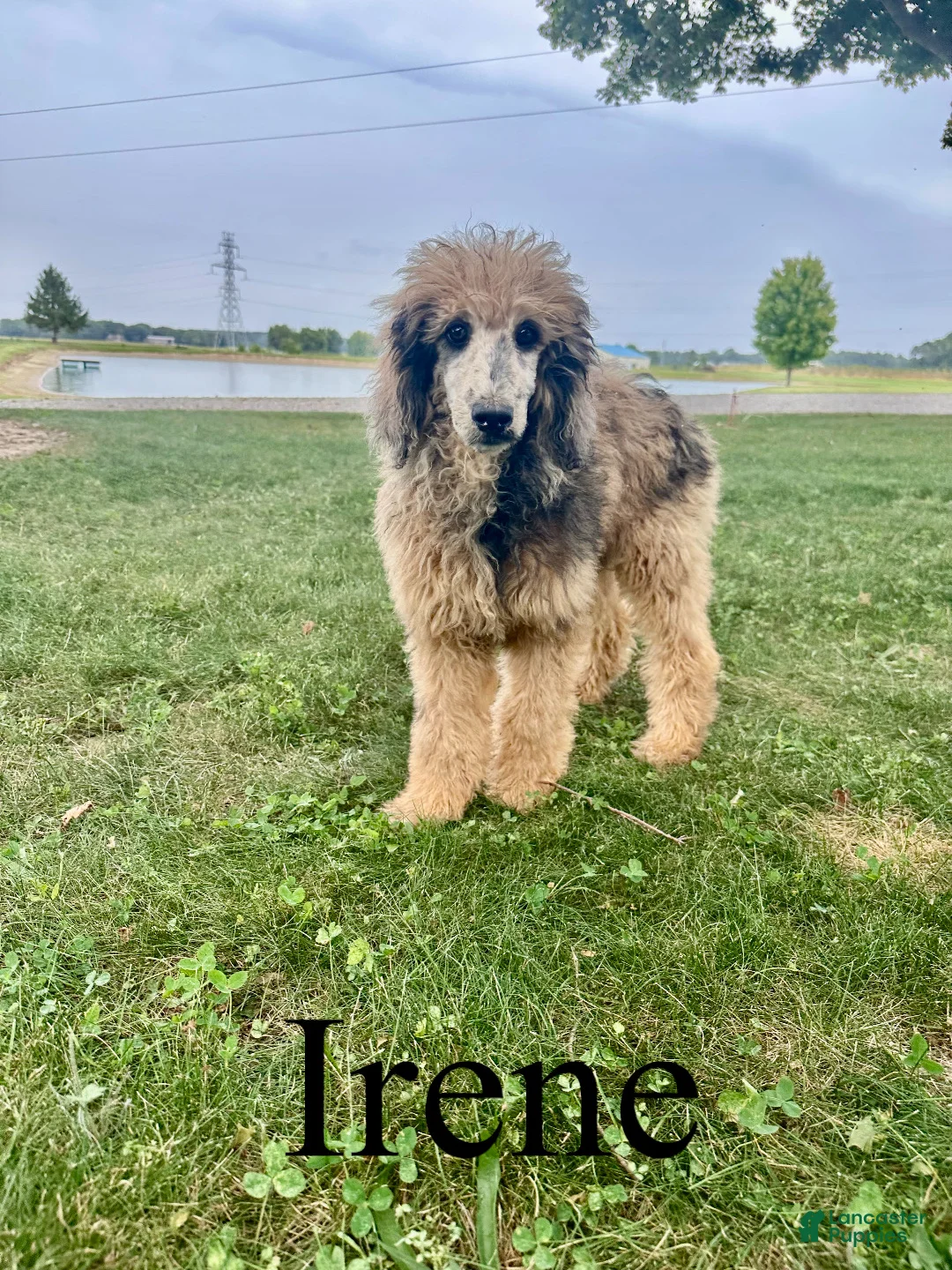 Standard Poodle dogs for sale: Irene - Ad 1