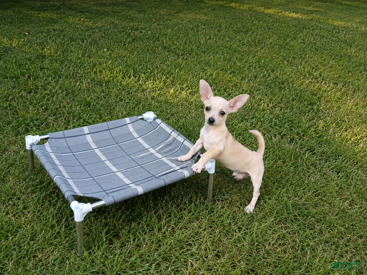 Chihuahua dogs Cece's cream boy, NATIONWIDE DELIVERY  - Ad 7