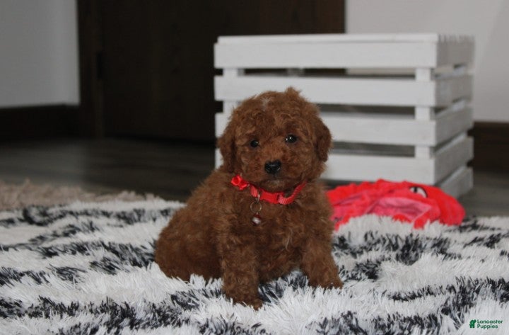 Miniature Poodle dogs Sammy - Ad 1