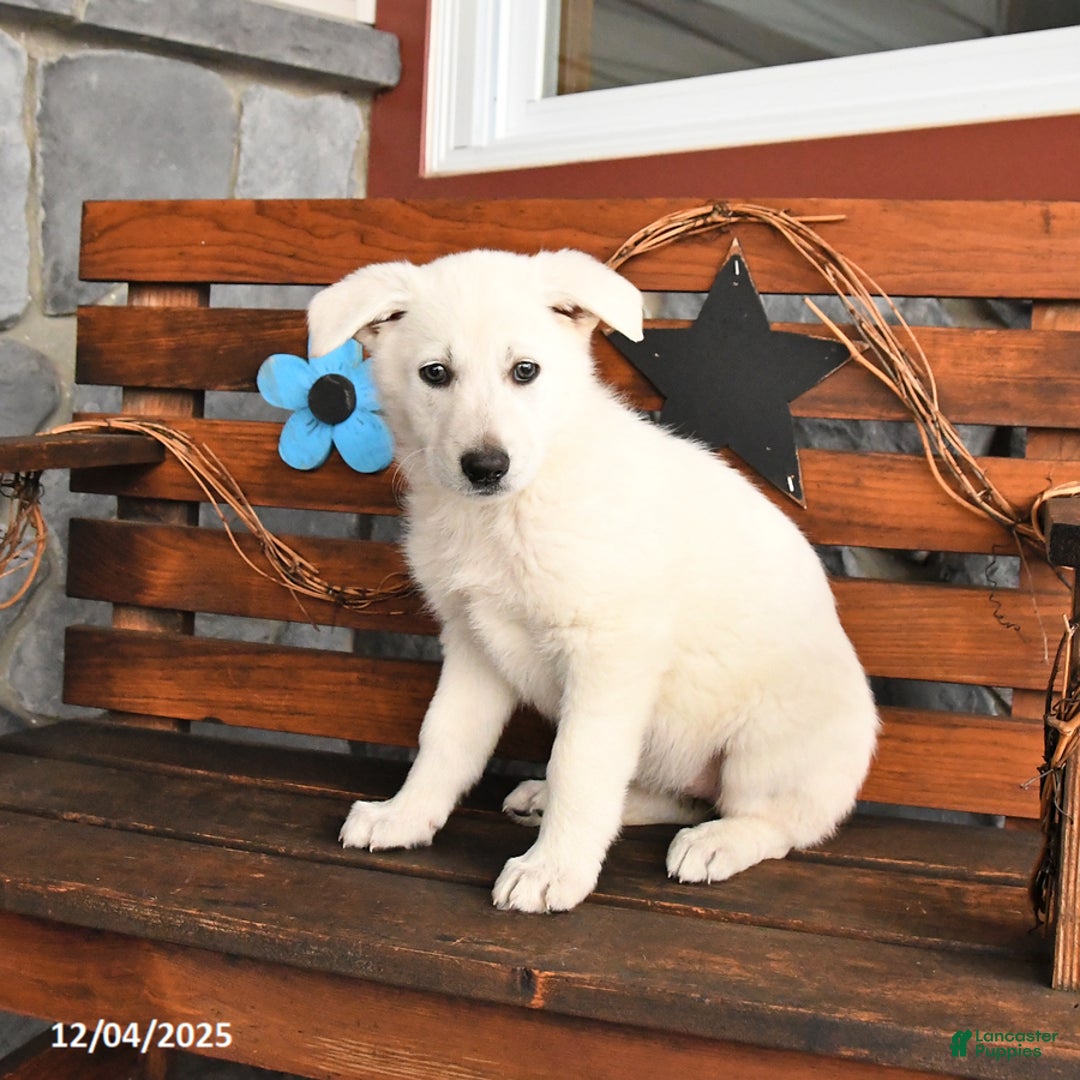 German Shepherd dogs for sale: Maggie - Ad 4